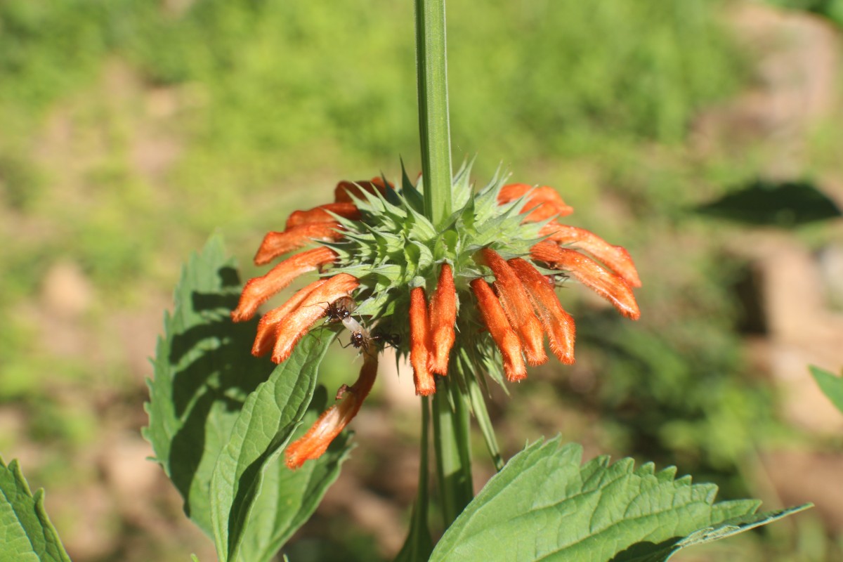 Leonotis nepetifolia (L.) R.Br.